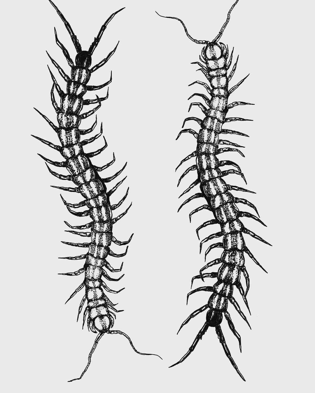 Сколопендра рисунок карандашом