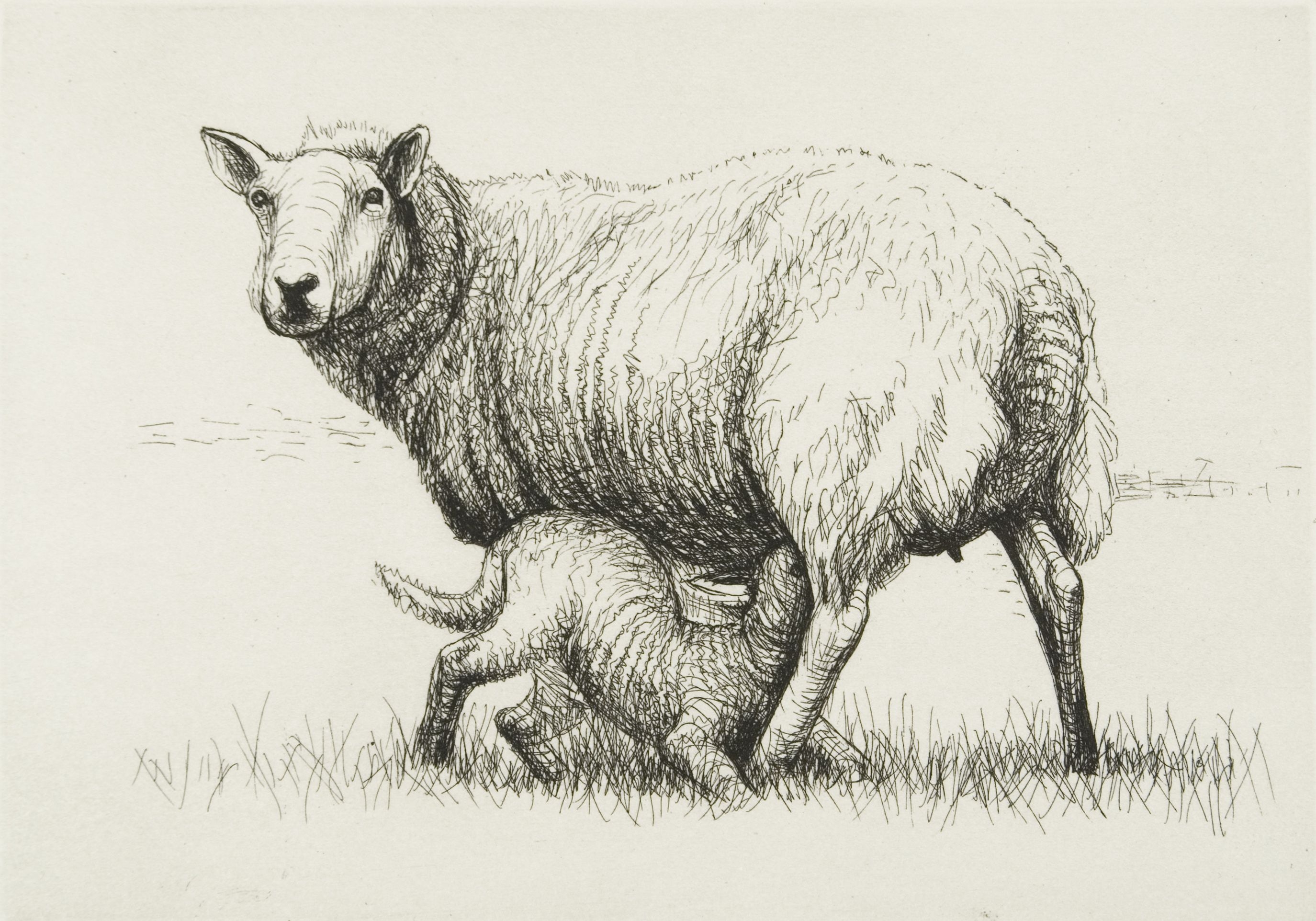 Графический рисунок овцы