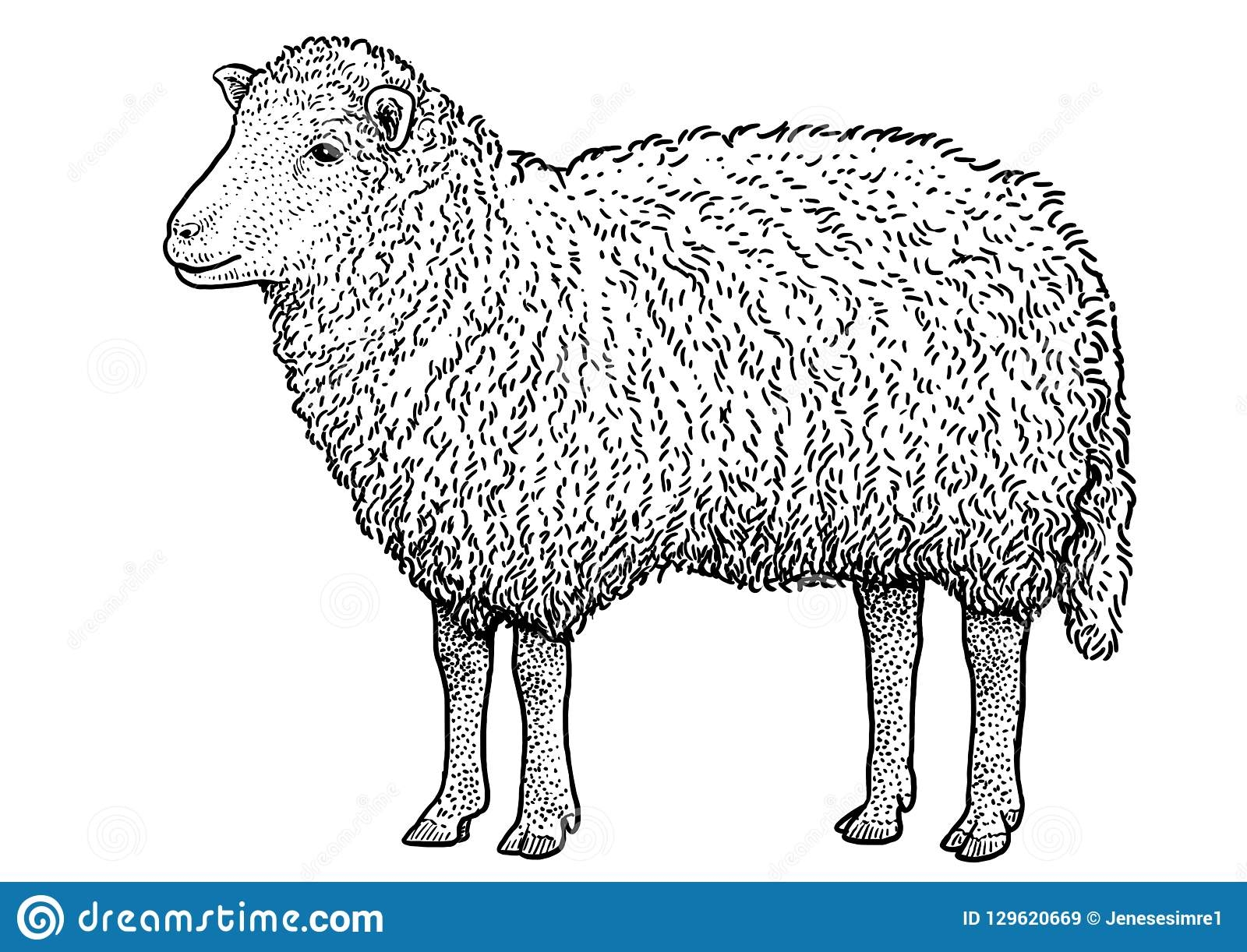 Раскраска шерсть овцы