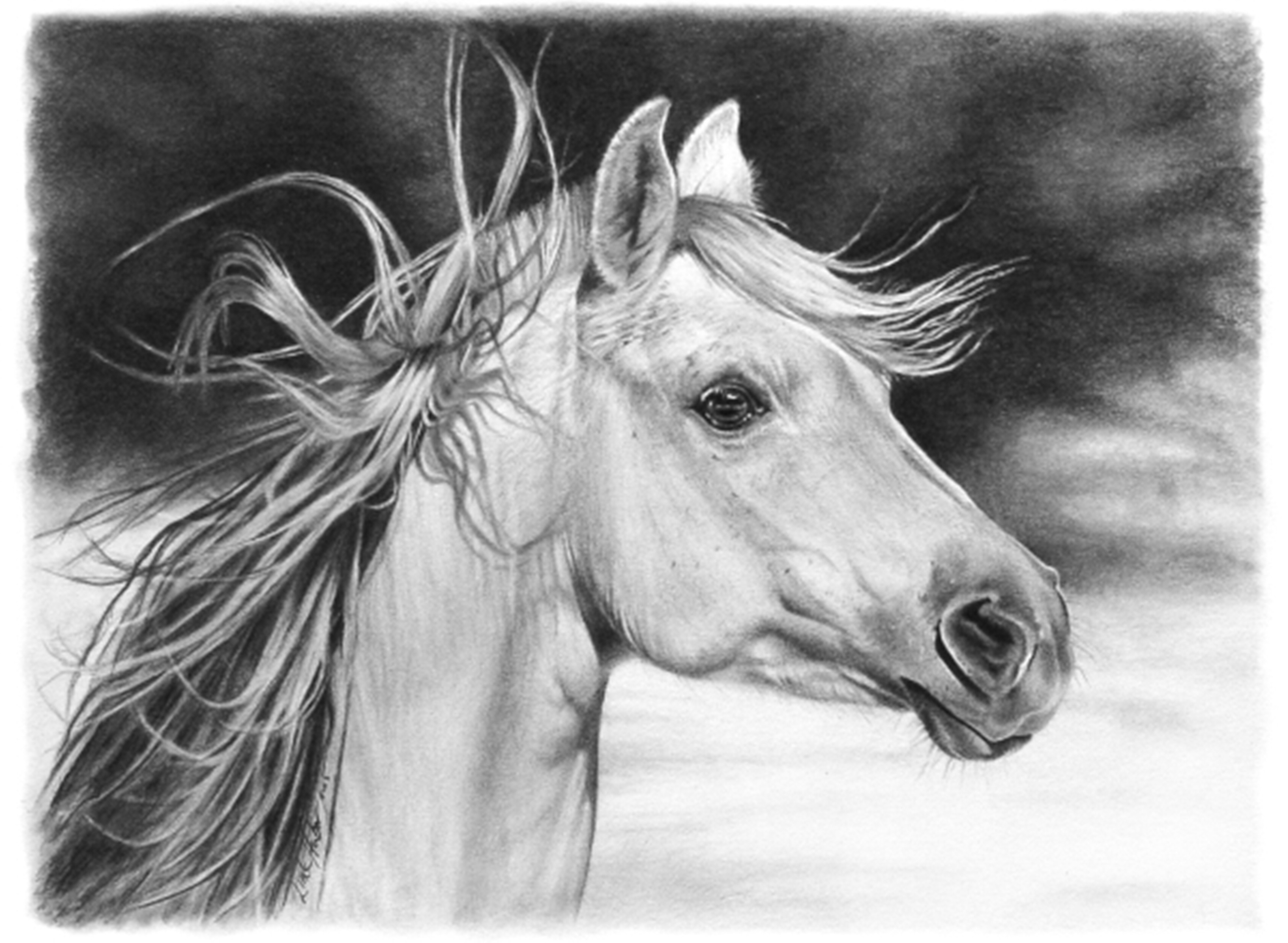 Картины карандашом. Красивые рисунки карандашом. Животные карандашом. Лошадь рисунок карандашом.