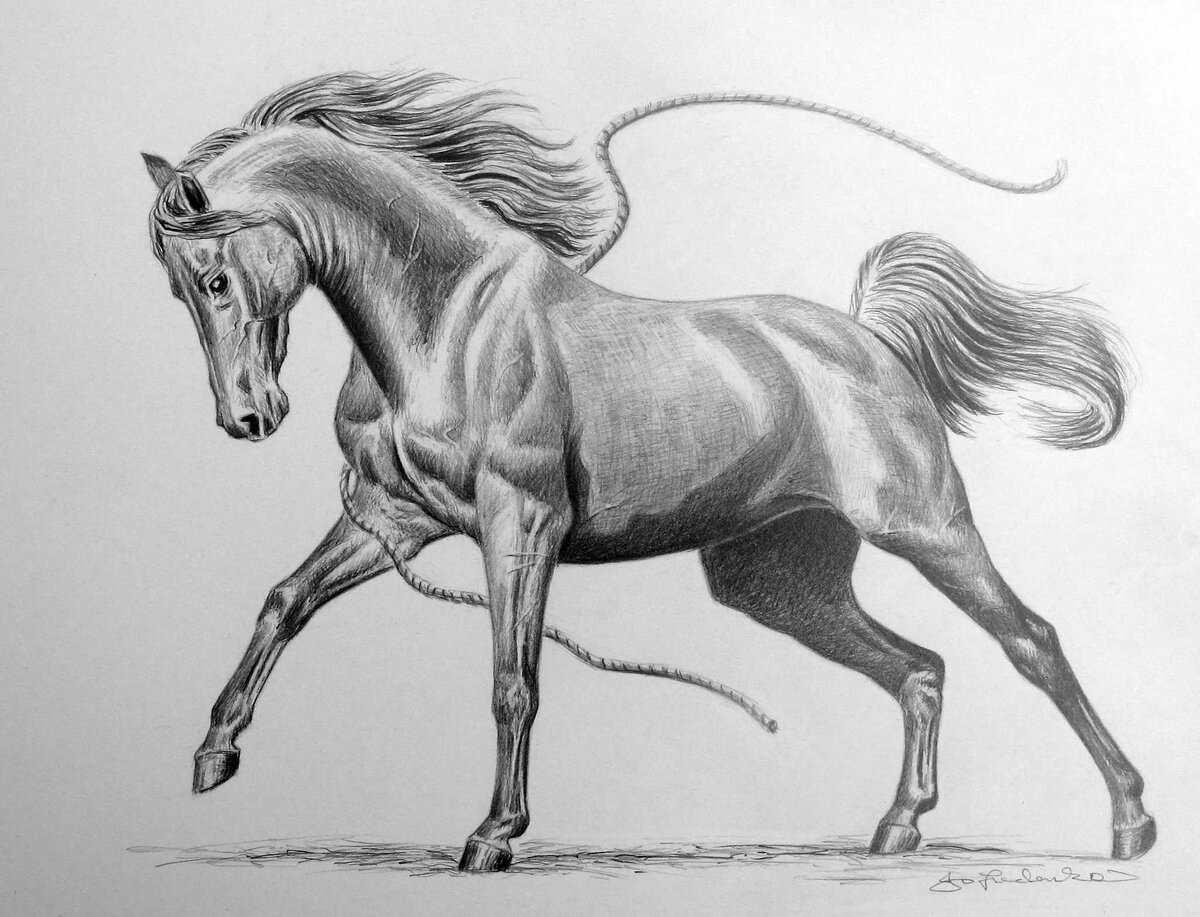 Рисование лошади карандашом