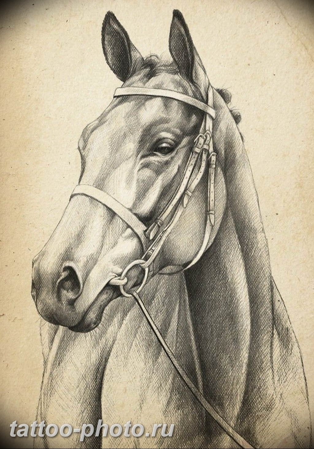 Как нарисовать морду лошади