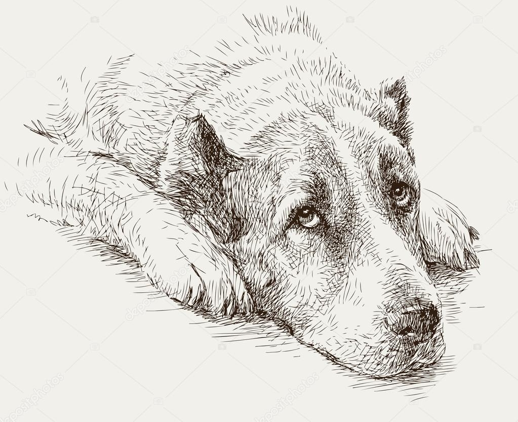 Печальная собака рисунок