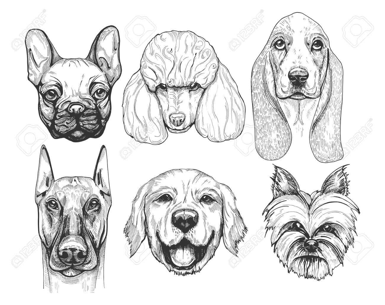 Десять разных собак