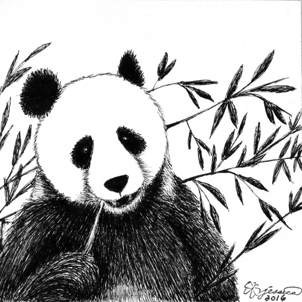 Рисунок панды с бамбуком для срисовки
