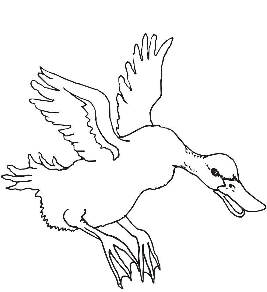 Летящая утка раскраска
