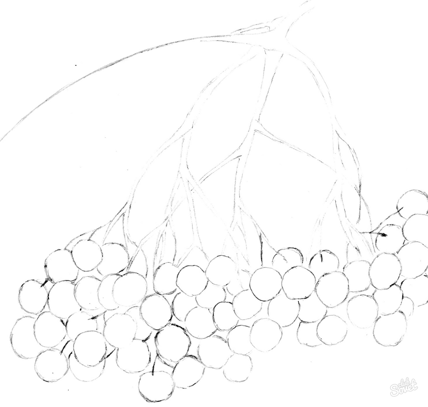 Рисование гроздь рябины