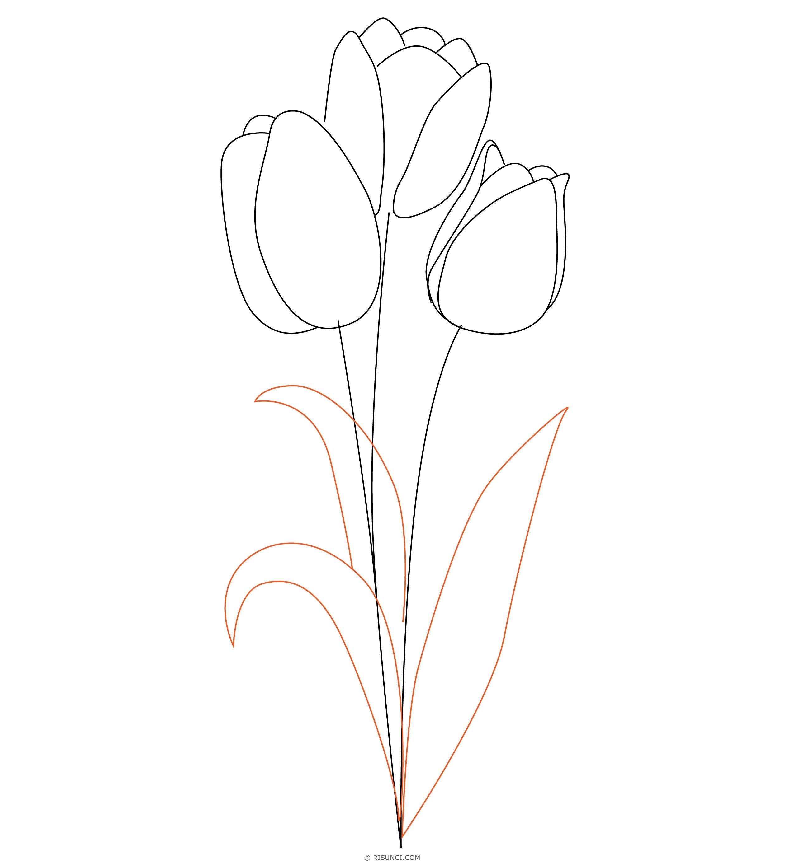 Тюльпаны нарисованные карандашом - 61 фото