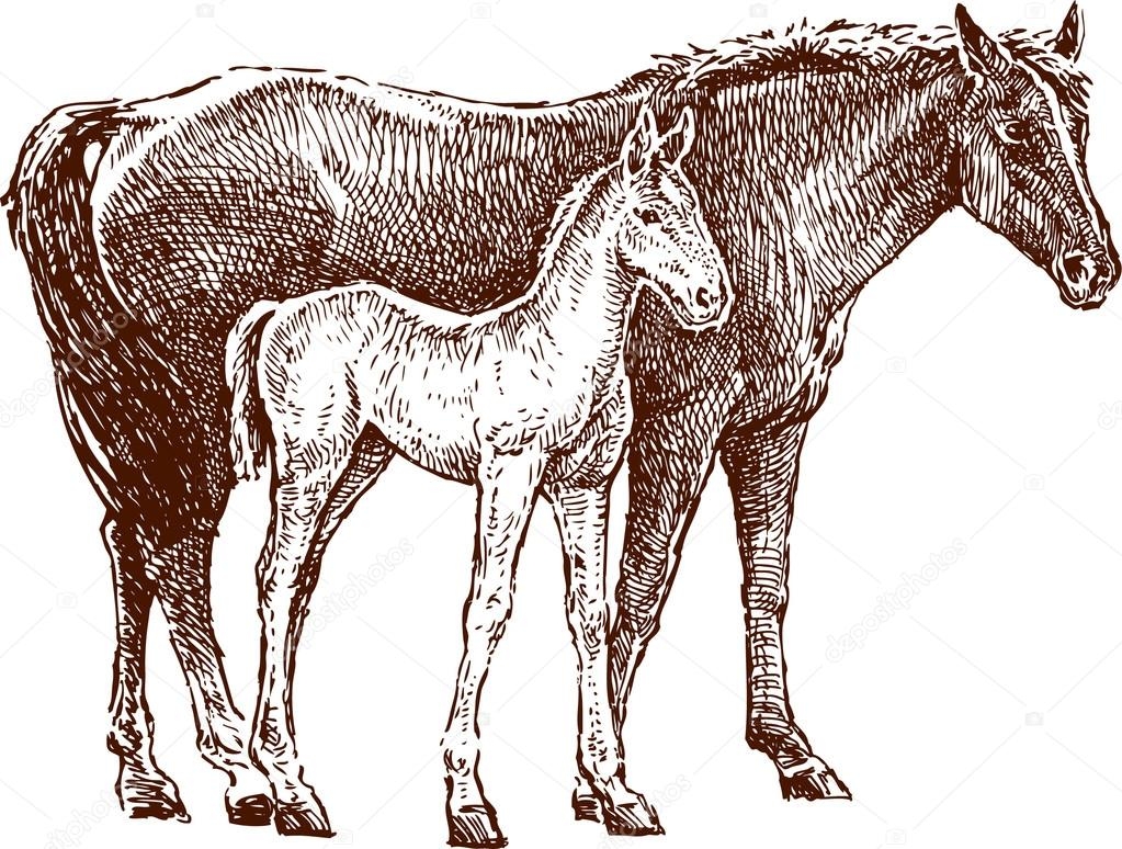Лошадь с жеребенком вектор