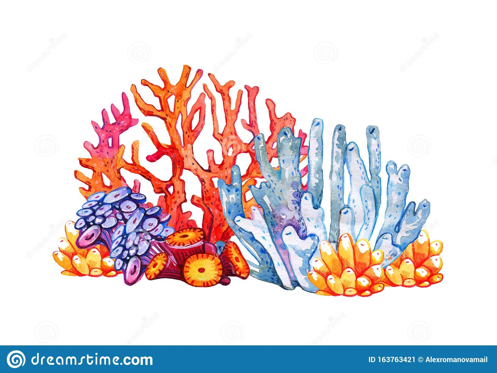 Цветные кораллы на белом фоне