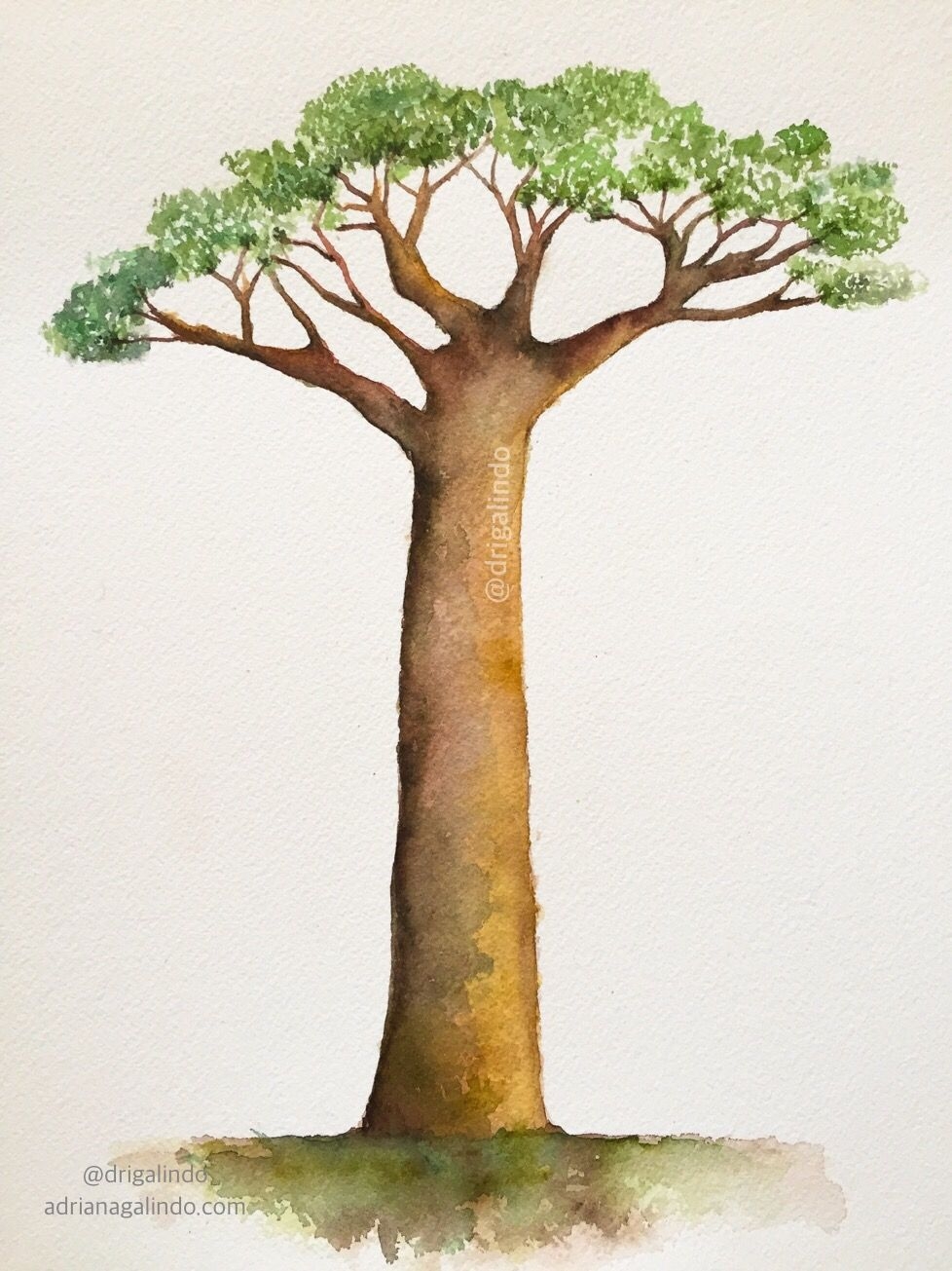 Дерево баобаб баобаб рисовать
