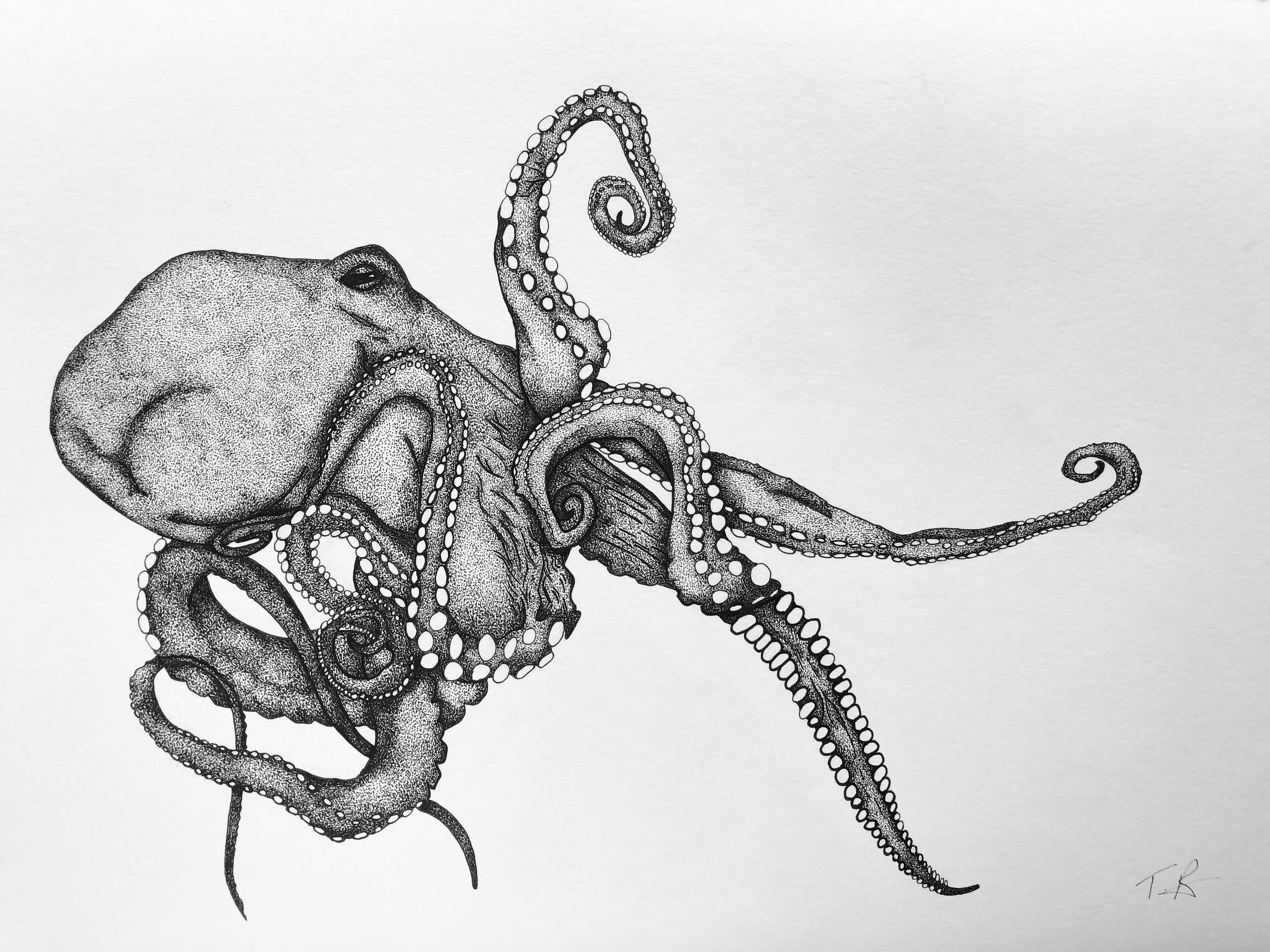 Рисунок осьминога карандашом - 52 фото