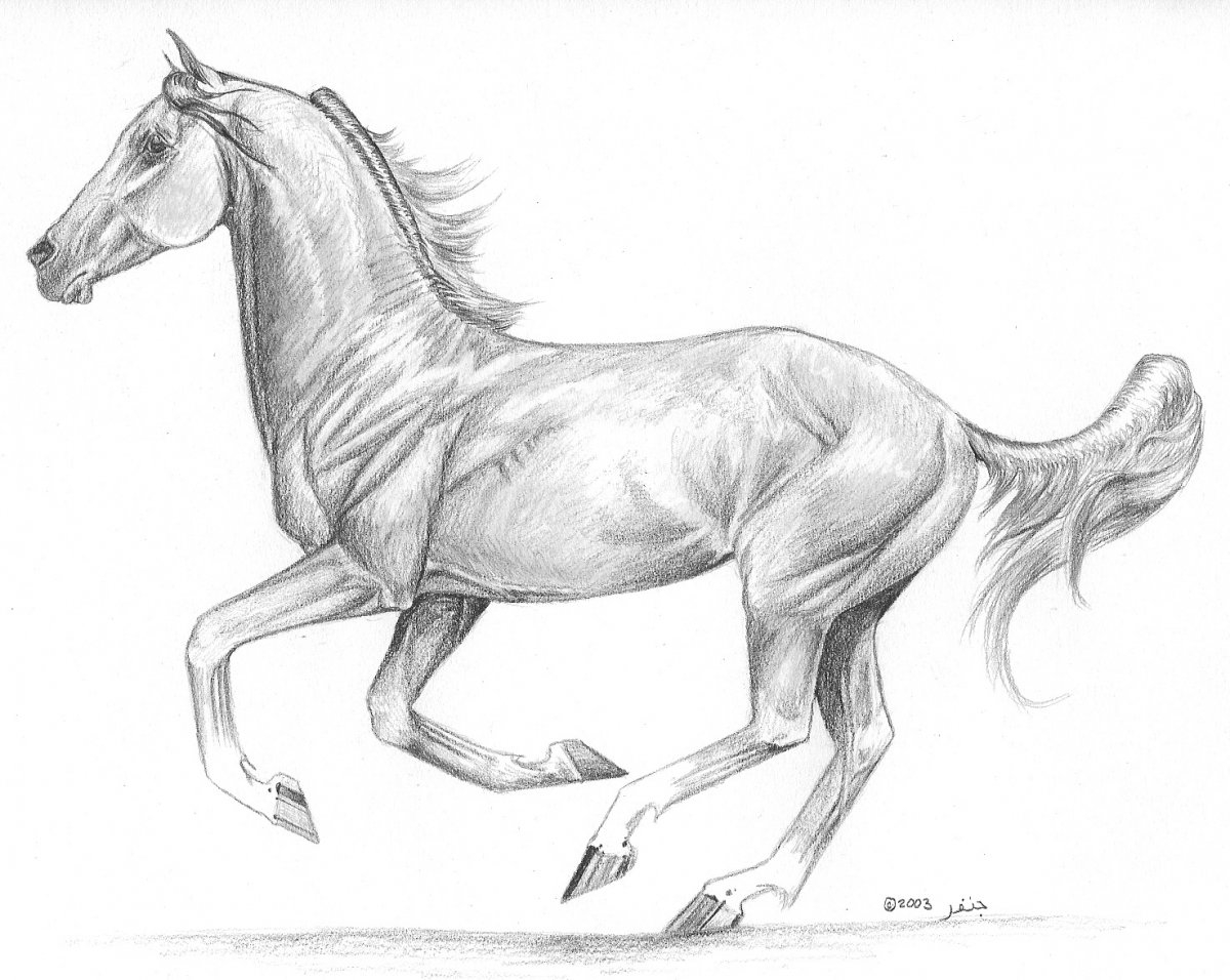 Лошадь рисунок в полный рост