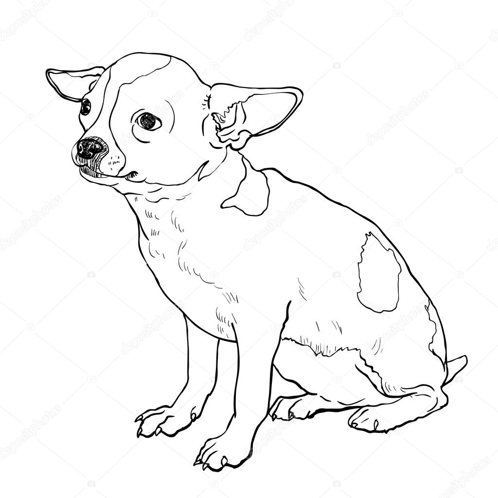 Как нарисовать собаку лежащую на спине чихуахуа легко