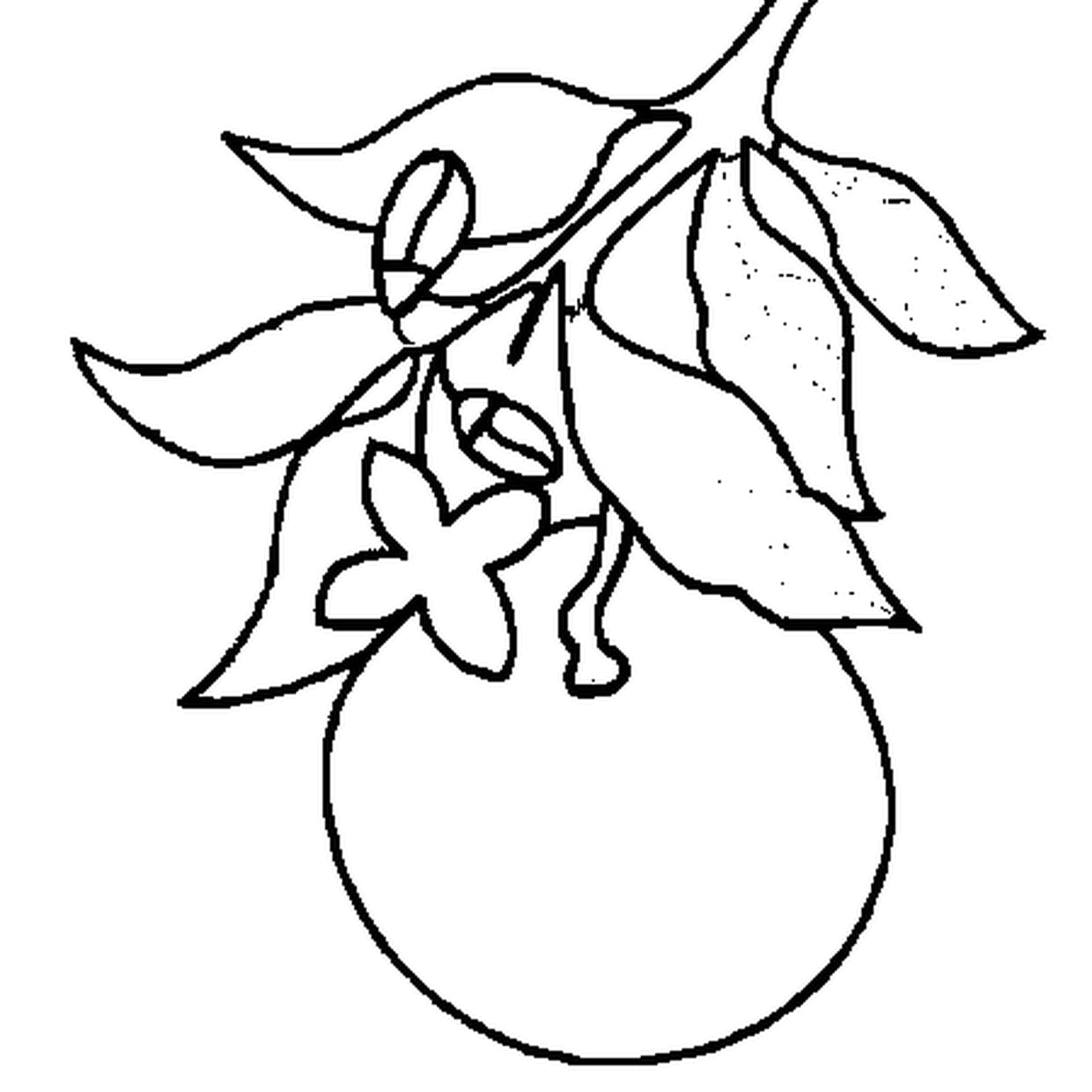 Рисунок мандарина для раскрашивания