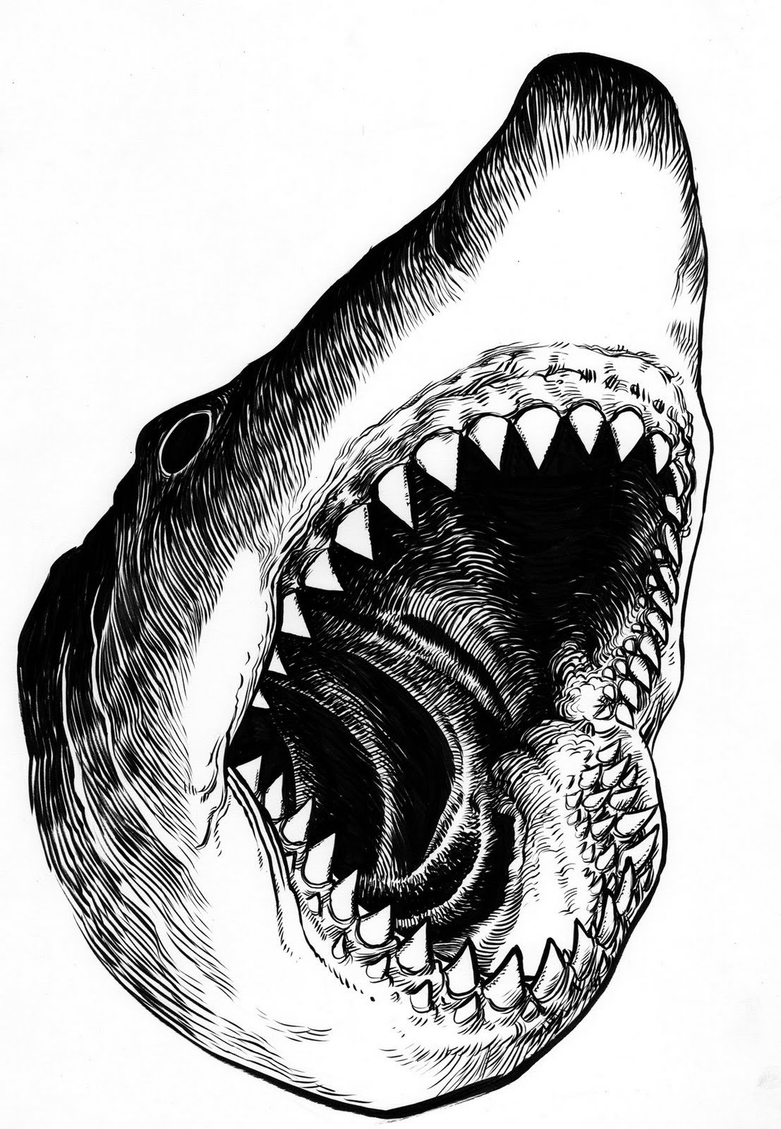 Картинки акула