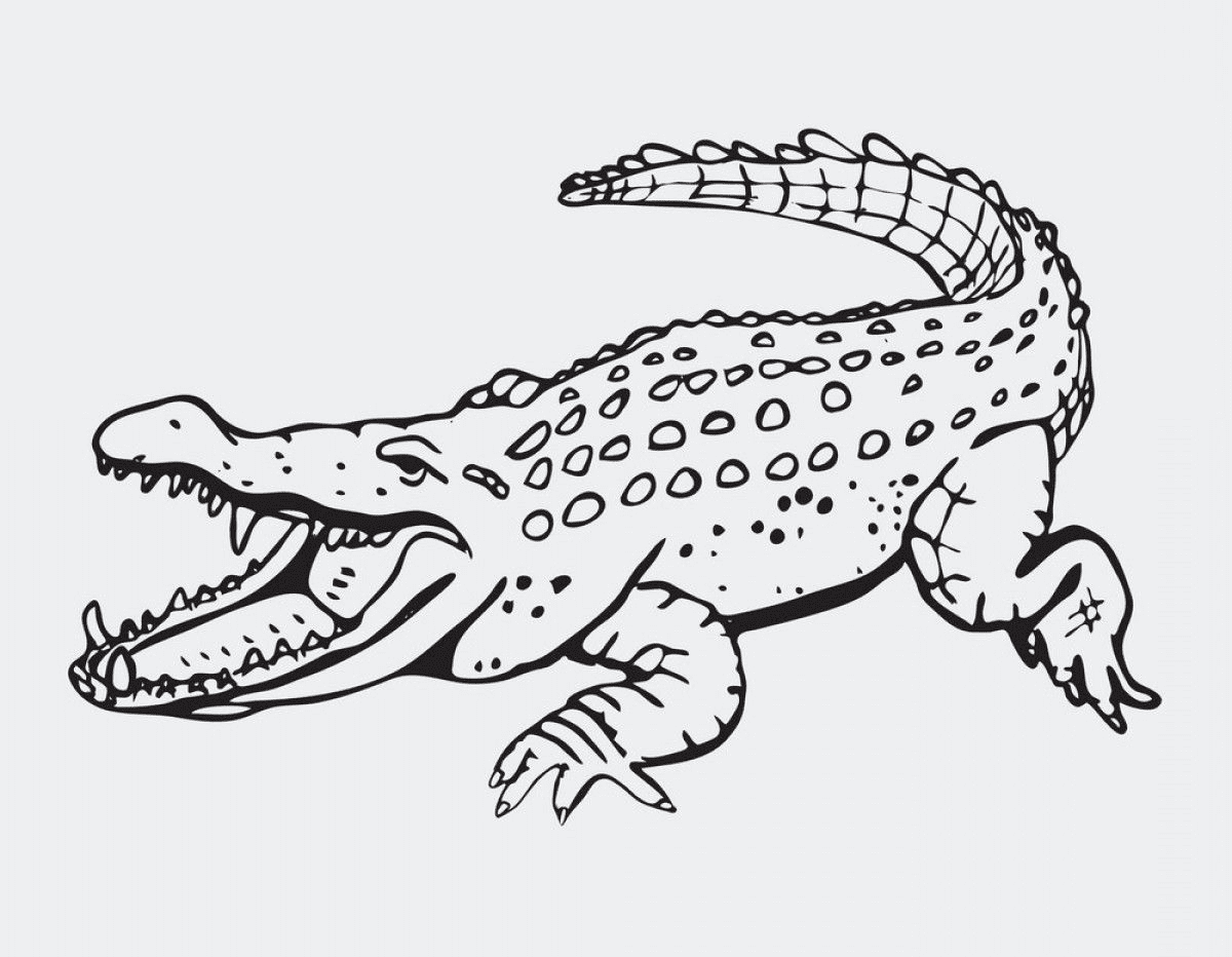 Эскиз крокодила контур