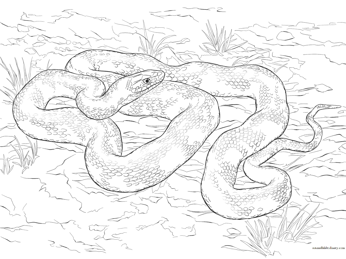 Раскраски со змеями