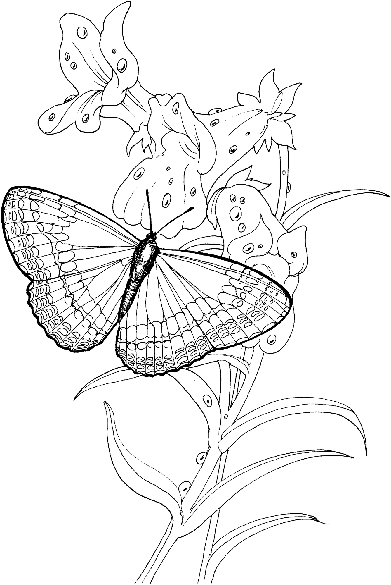 Мир бабочек рисунок. Раскраска "бабочки". Цветы и бабочки. Раскраска. Бабочка раскраска для детей. Раскраска бабочки на цветах.
