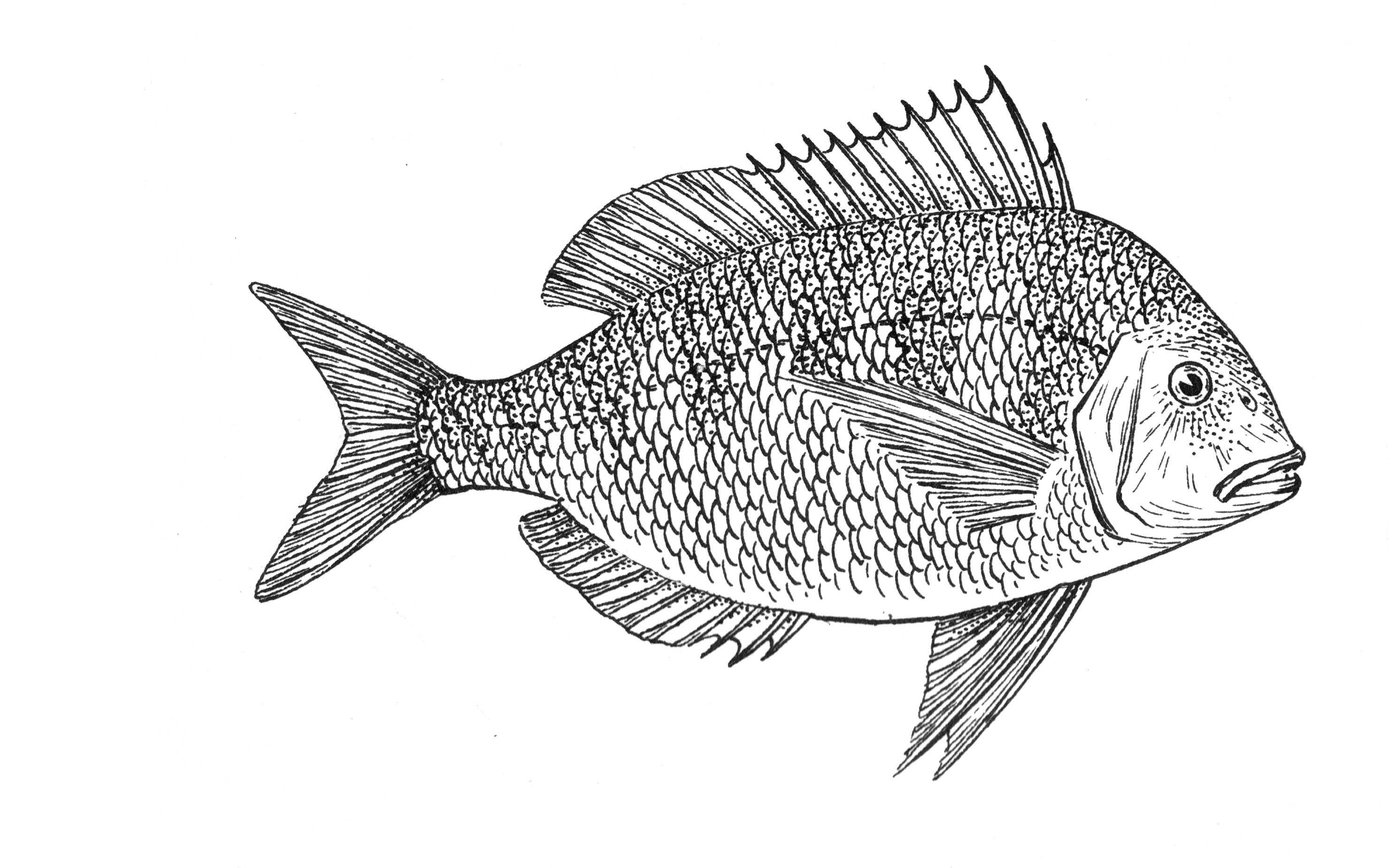 Рыба сушеная силуэт