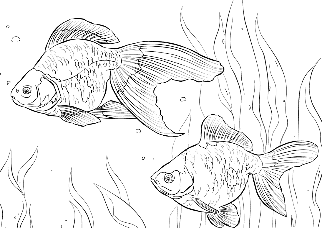 Раскраски аквариумные рыбки вуалехвост