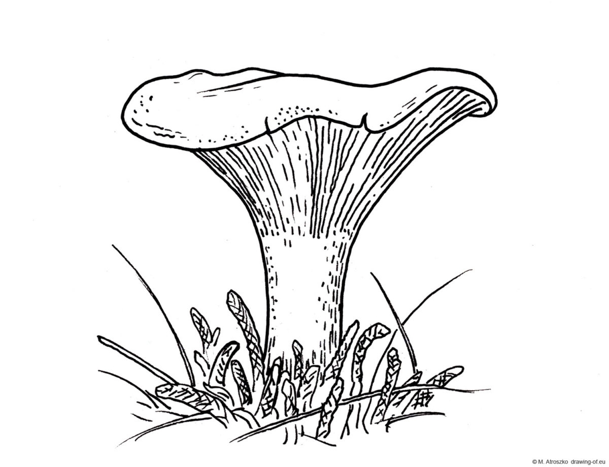 Аппликации лисички грибы (42 фото) » рисунки для срисовки на фотодетки.рф