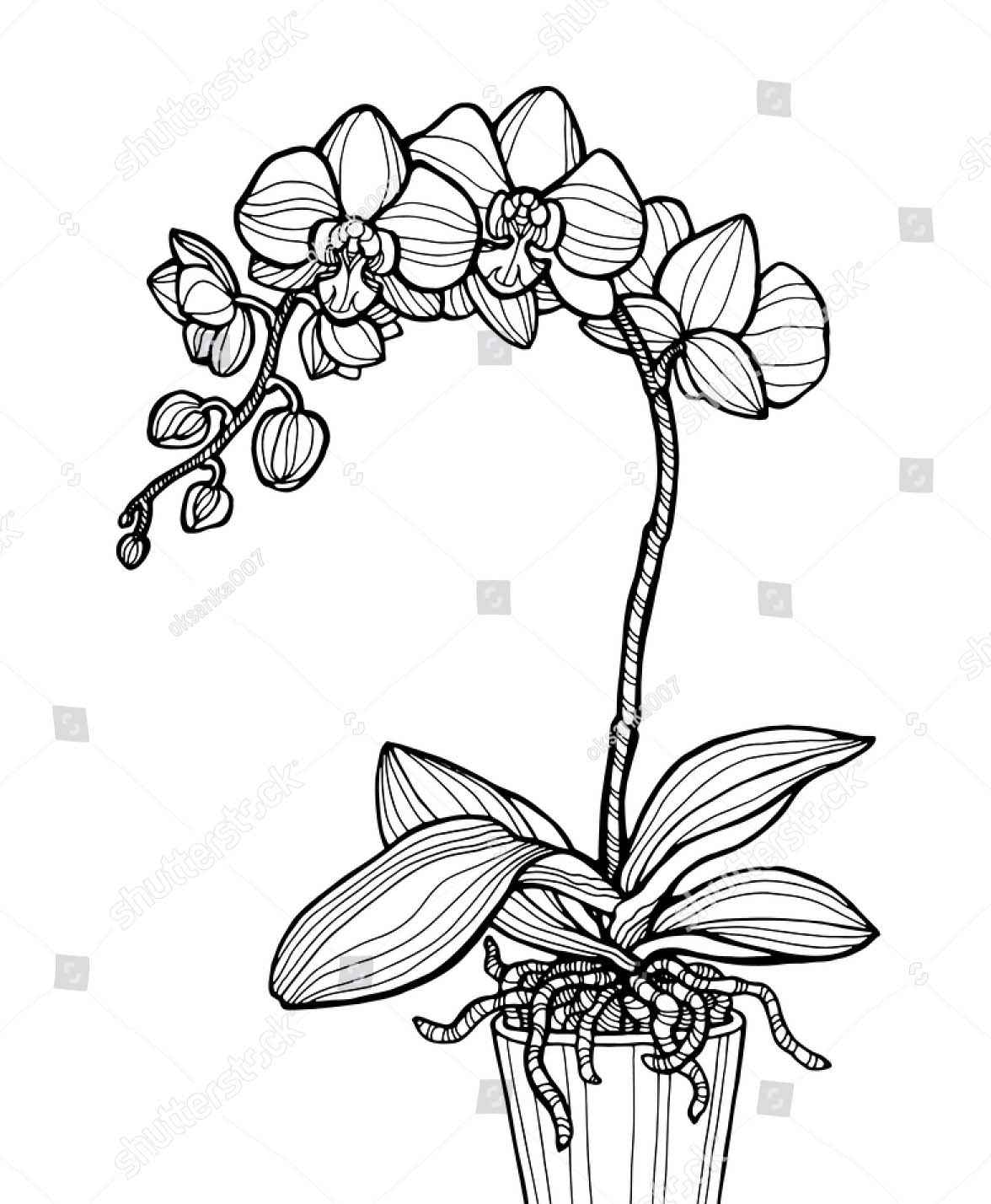 Архидея рисунок