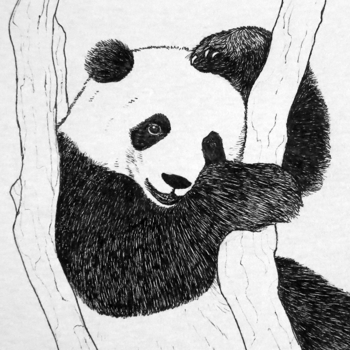 Большая Панда рисунок карандашом