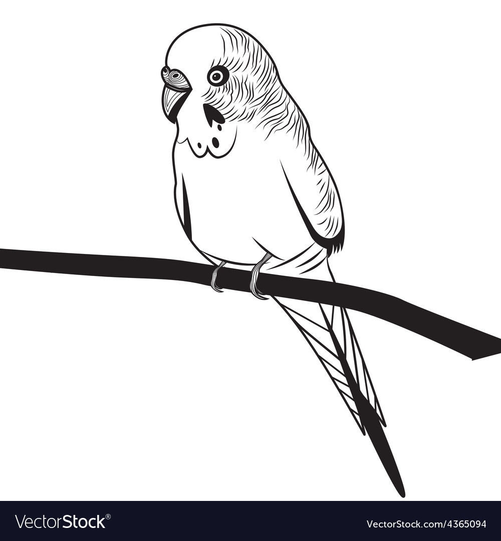 Эскиз голова попугая
