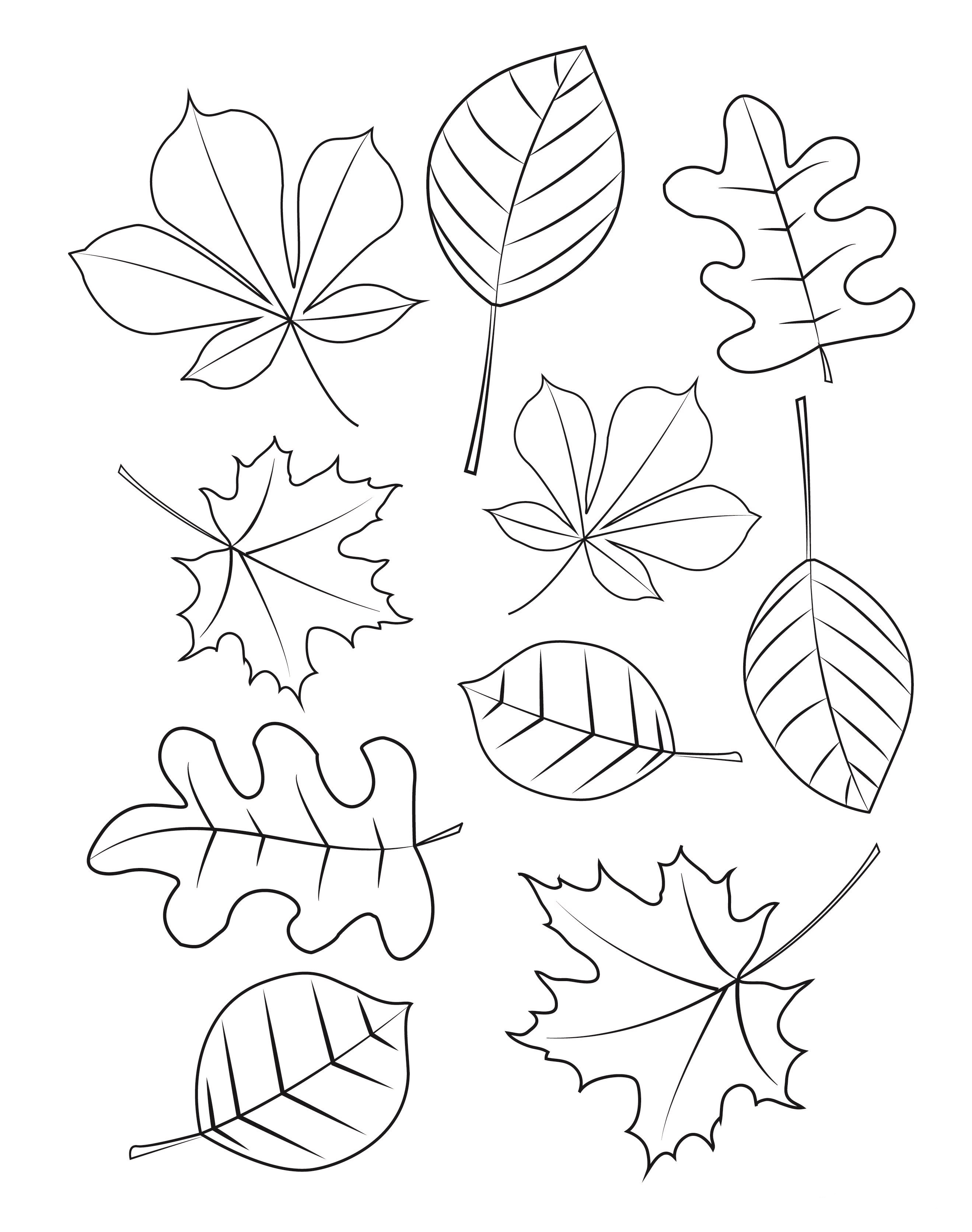 Лист для раскрашивания. Листочки раскраска. Листья деревьев раскраска. Осенние листочки раскраска. Осенние листья шаблоны для вырезания.
