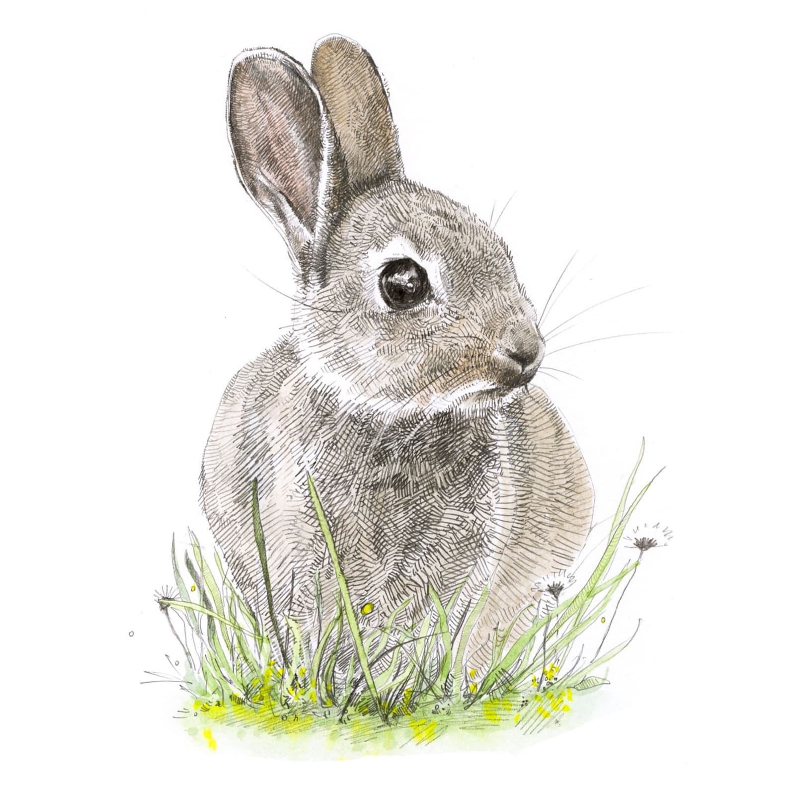 Заяц картинки нарисованные. Кролик рисунок. Заяц рисунок. Зайцы для детей реалистичный. Зайчик цветными карандашами зайчик для малышей.