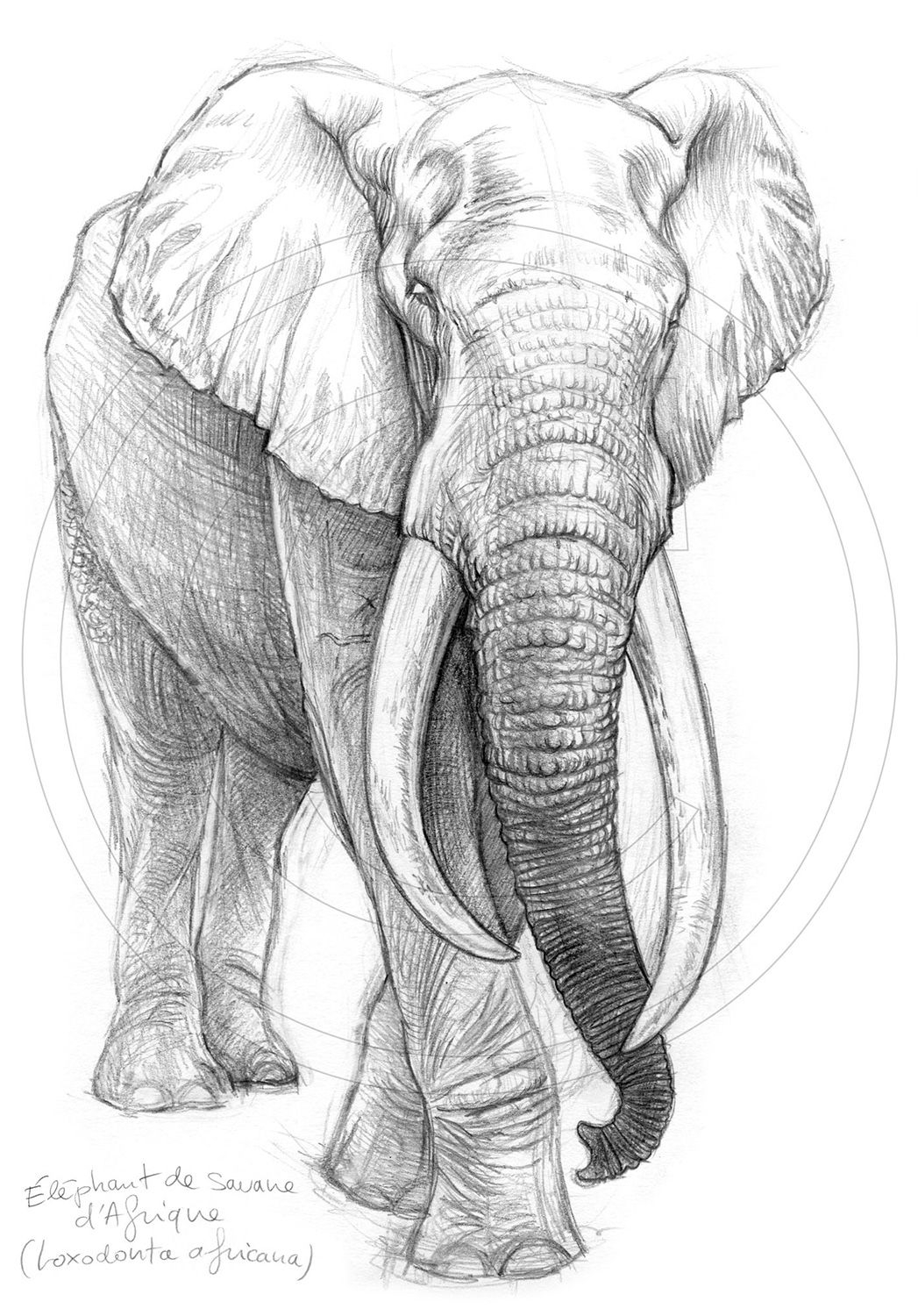 Нарисовать слона карандашом