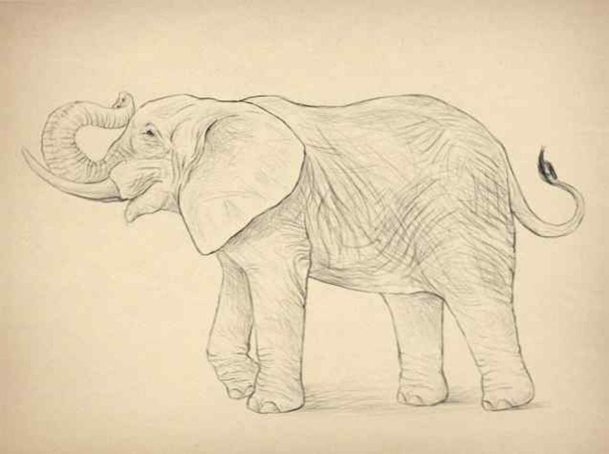 Рисунки животных карандашом слон