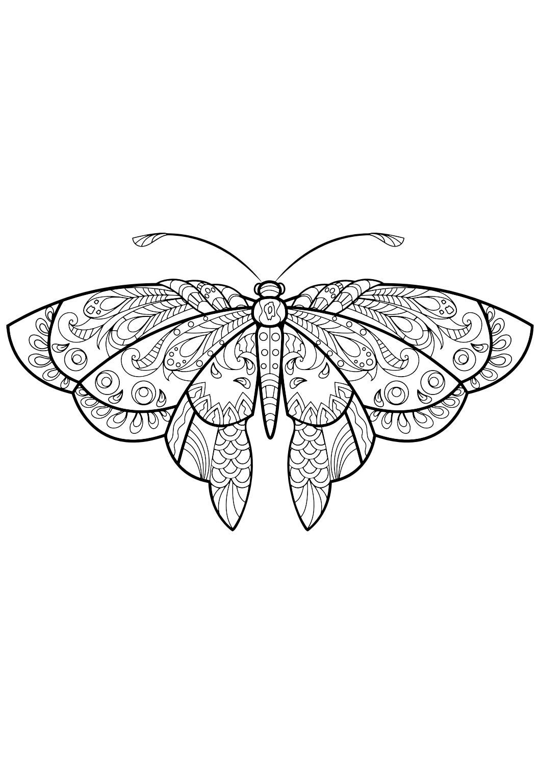 Бабочка Бражник раскраска