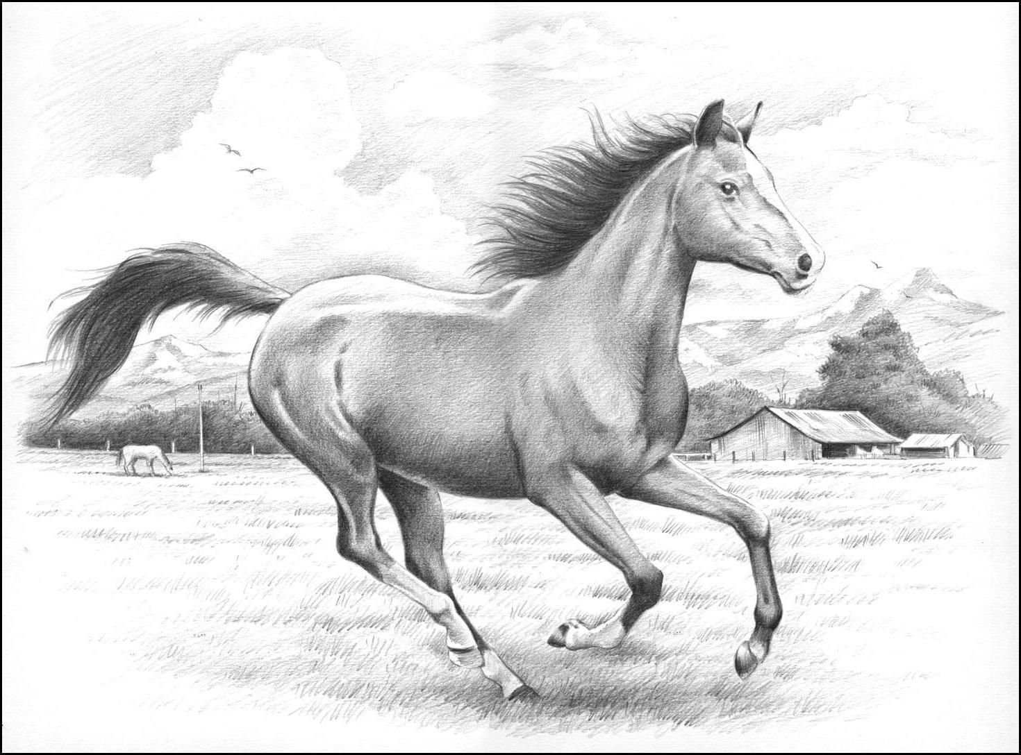 Картины лошадей карандашом