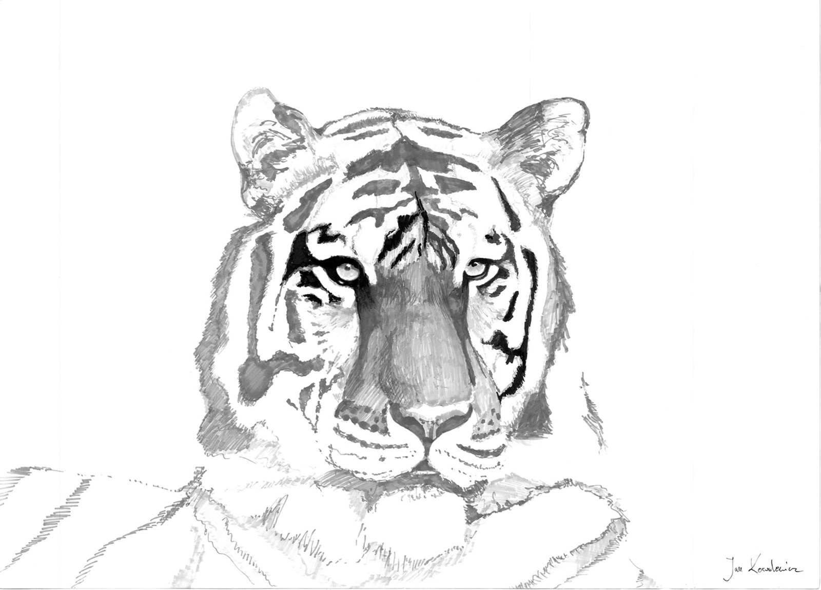 Тигр рисунок легкий для срисовки