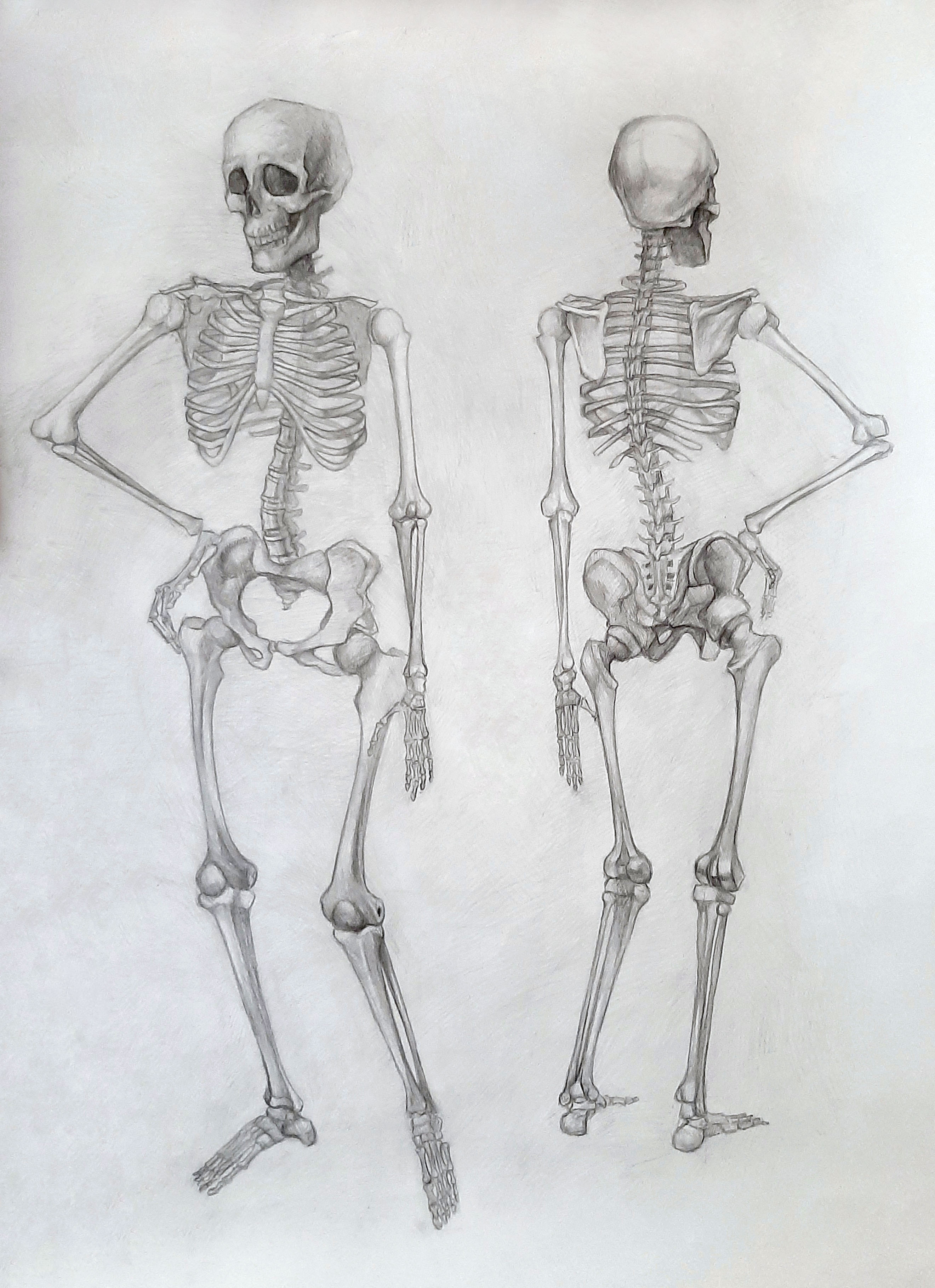 Скелет человека карандашом. Скелет рисунок легкий. Скелет рисунок карандашом. Скелет для рисования модель. Как рисовать скелет