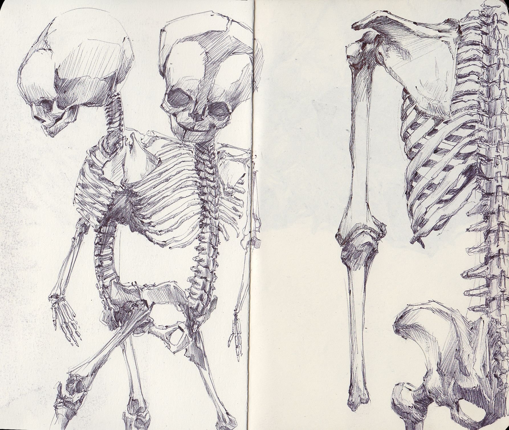 Сиамские Близнецы скелет зарисовки
