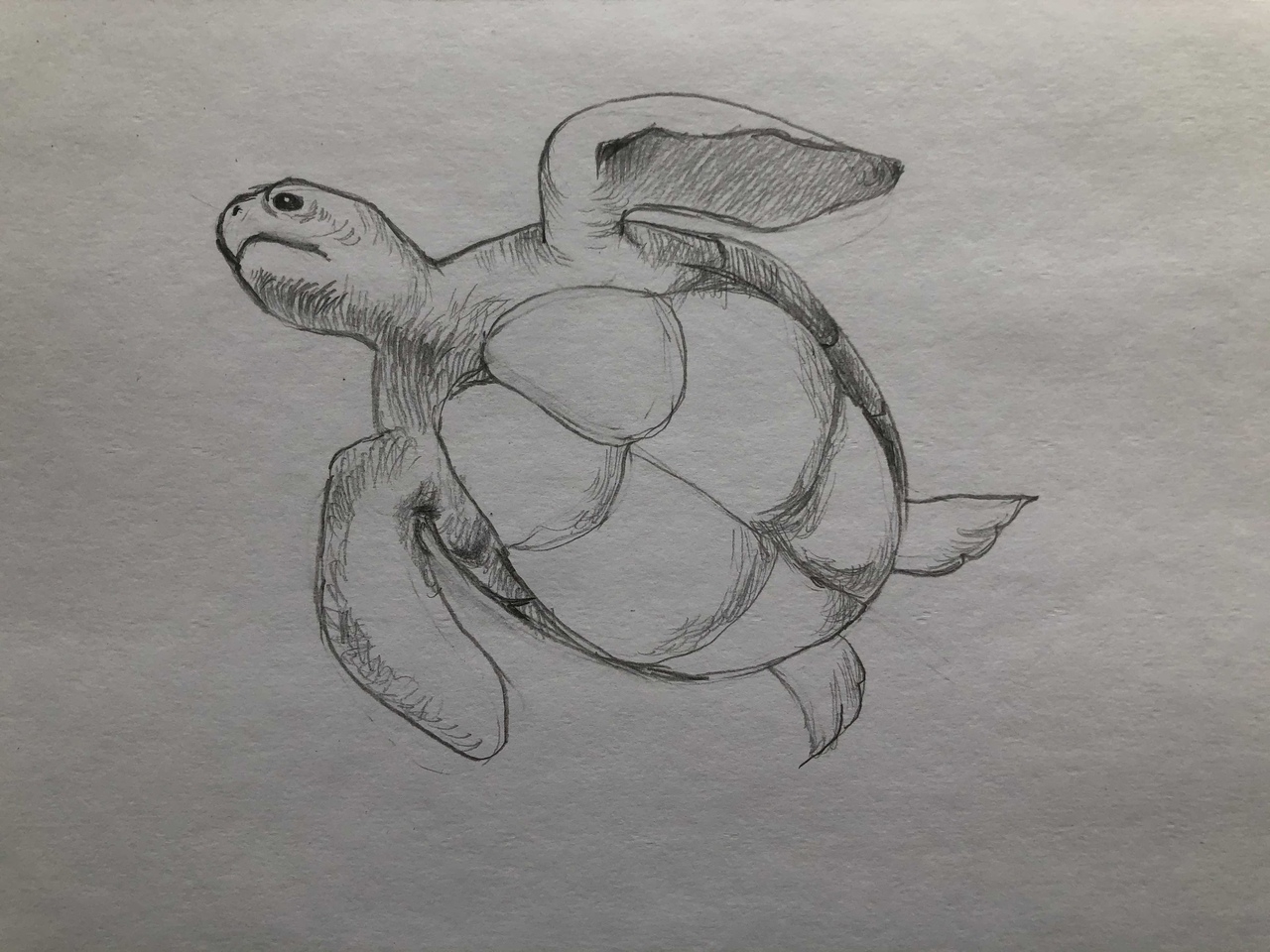 Черепаха карандашом