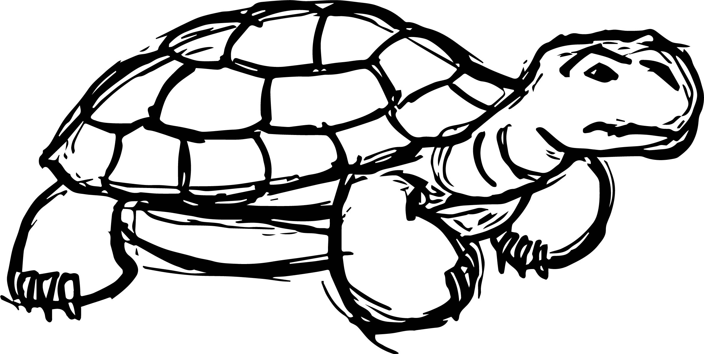 Рисунок черепахи карандашом для срисовки