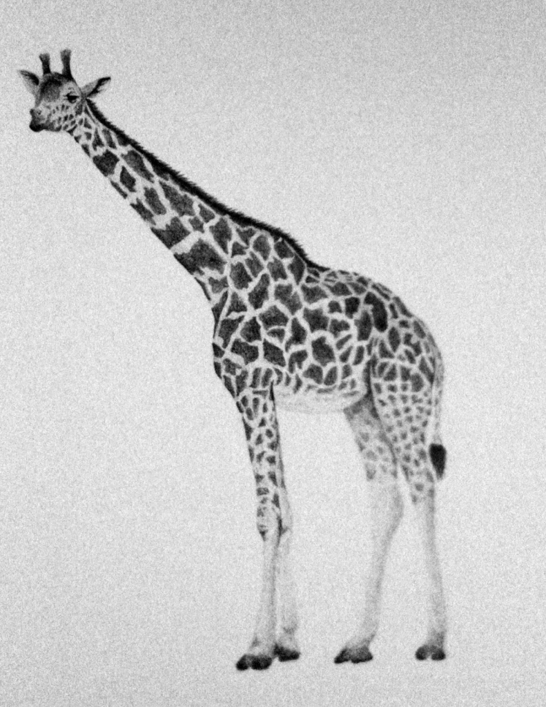 Жирафа карандашом