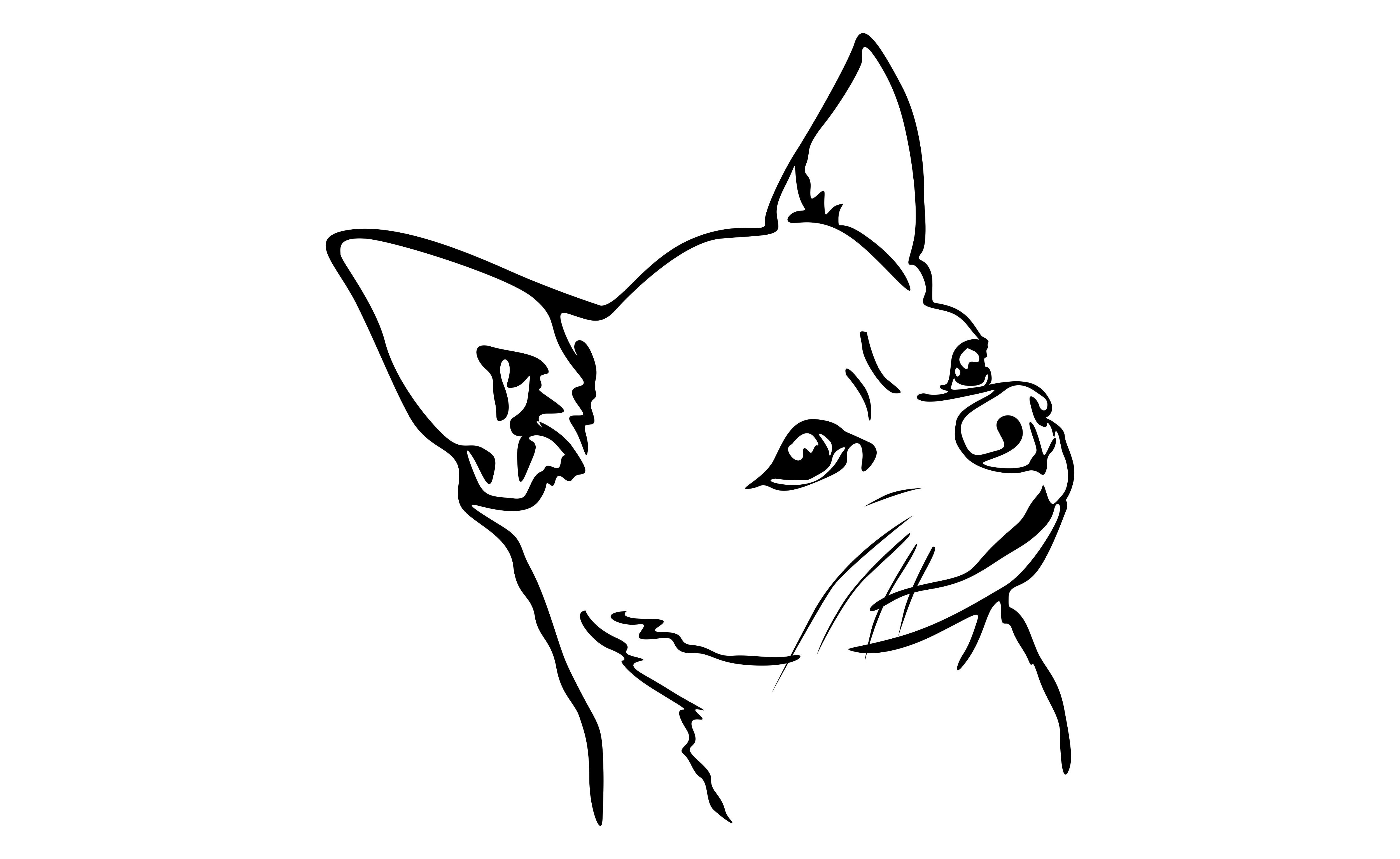 Картинки собаки чихуахуа