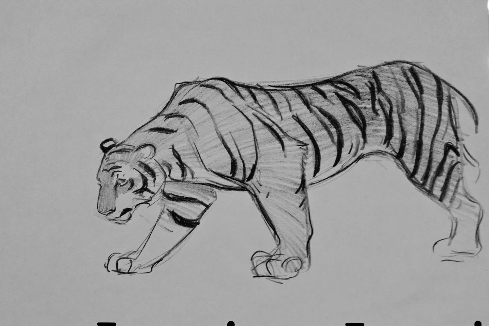 Тигр рисунок карандашом легкий