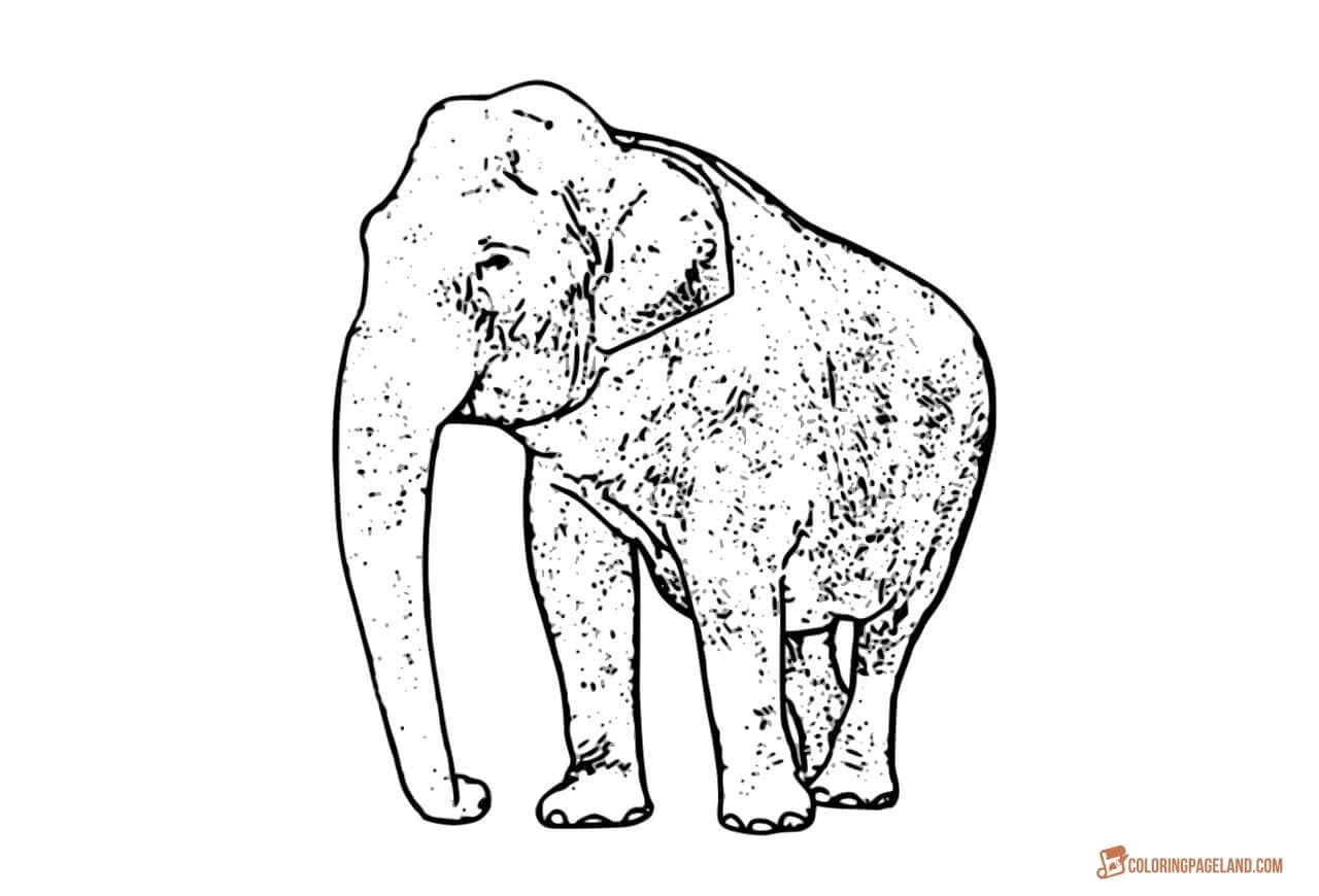 Древний слон раскраска