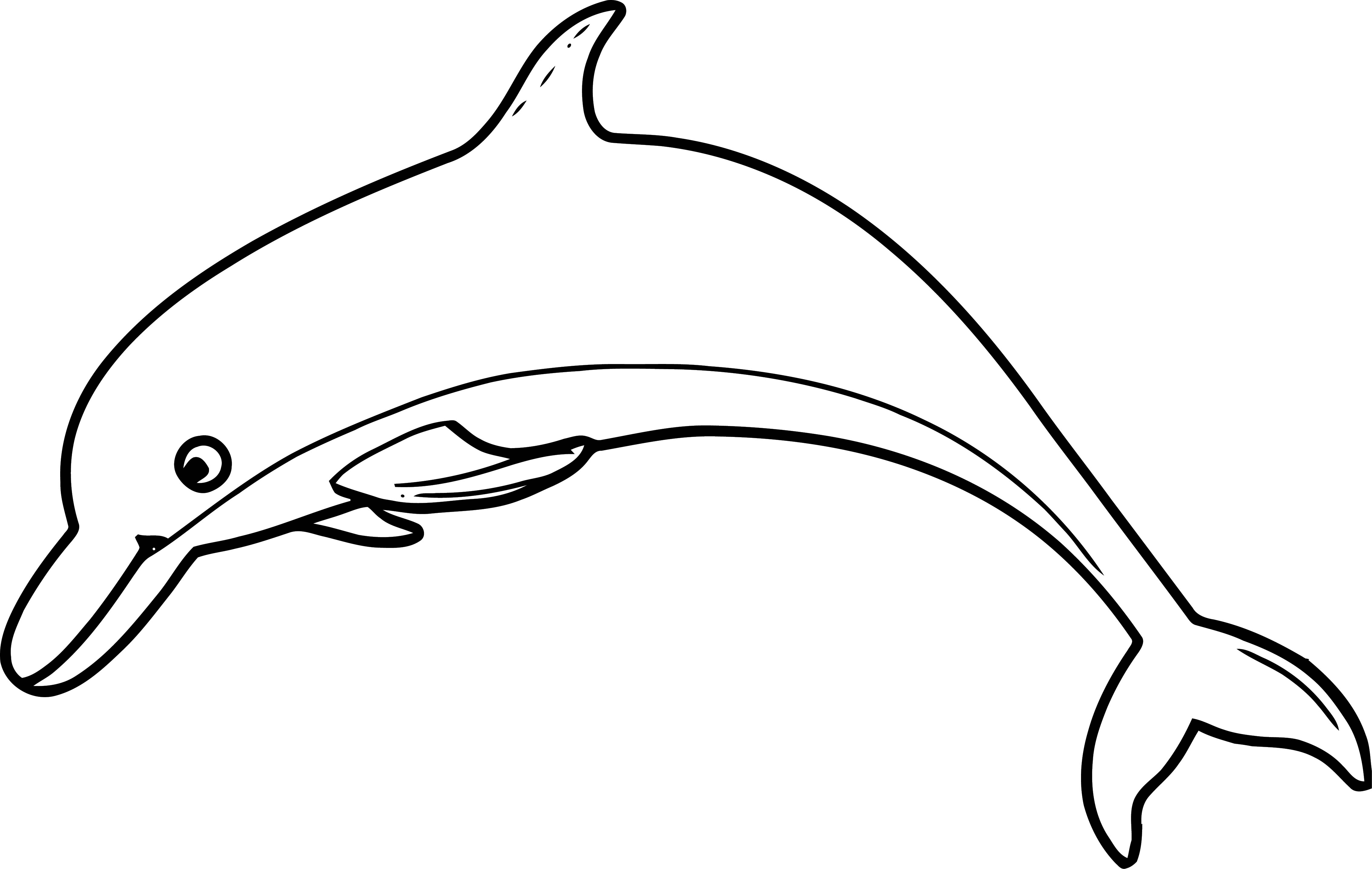 Белый Дельфин раскраска