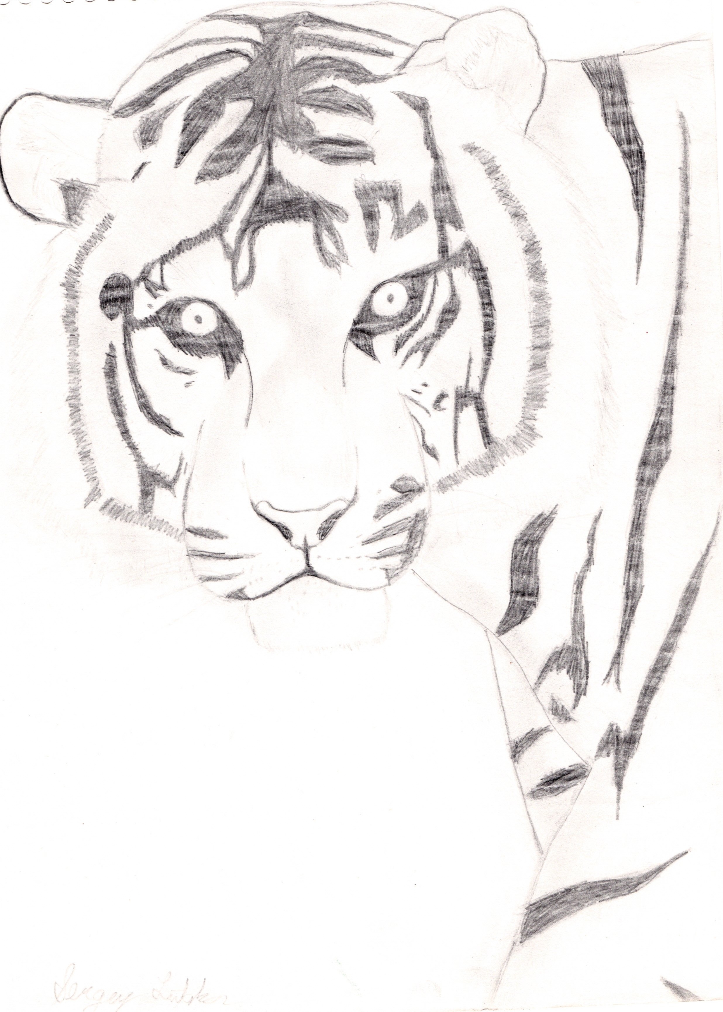 Тигр карандашом для срисовки