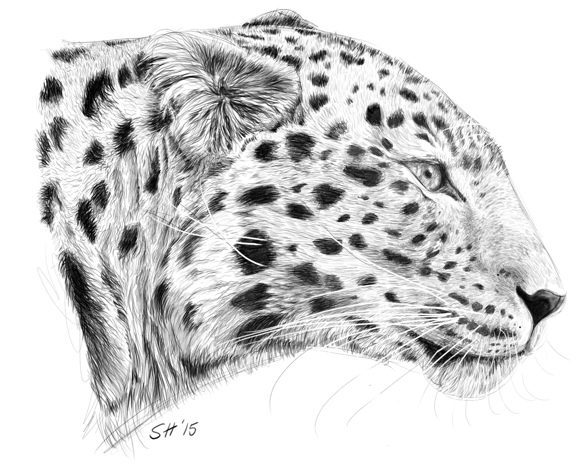 Голова леопарда рисунок карандашом