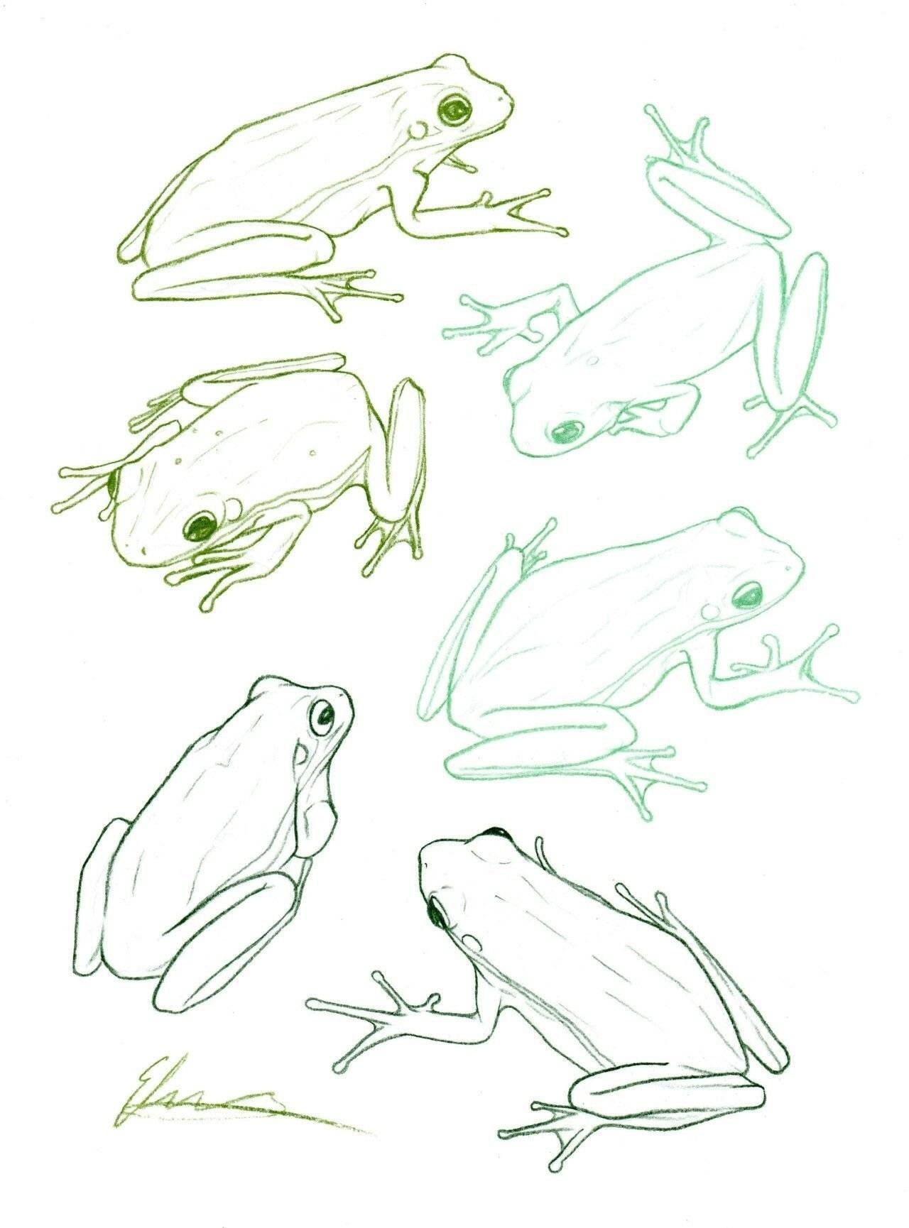 Как нарисовать жабу поэтапно
