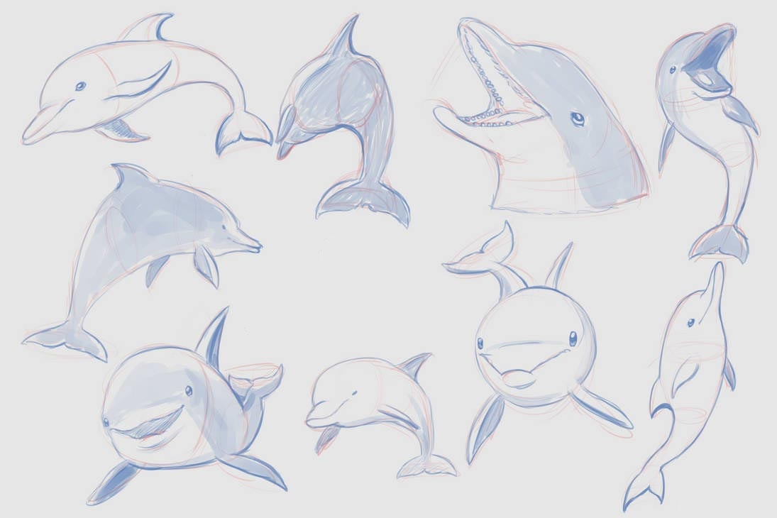 Референсы дельфинов