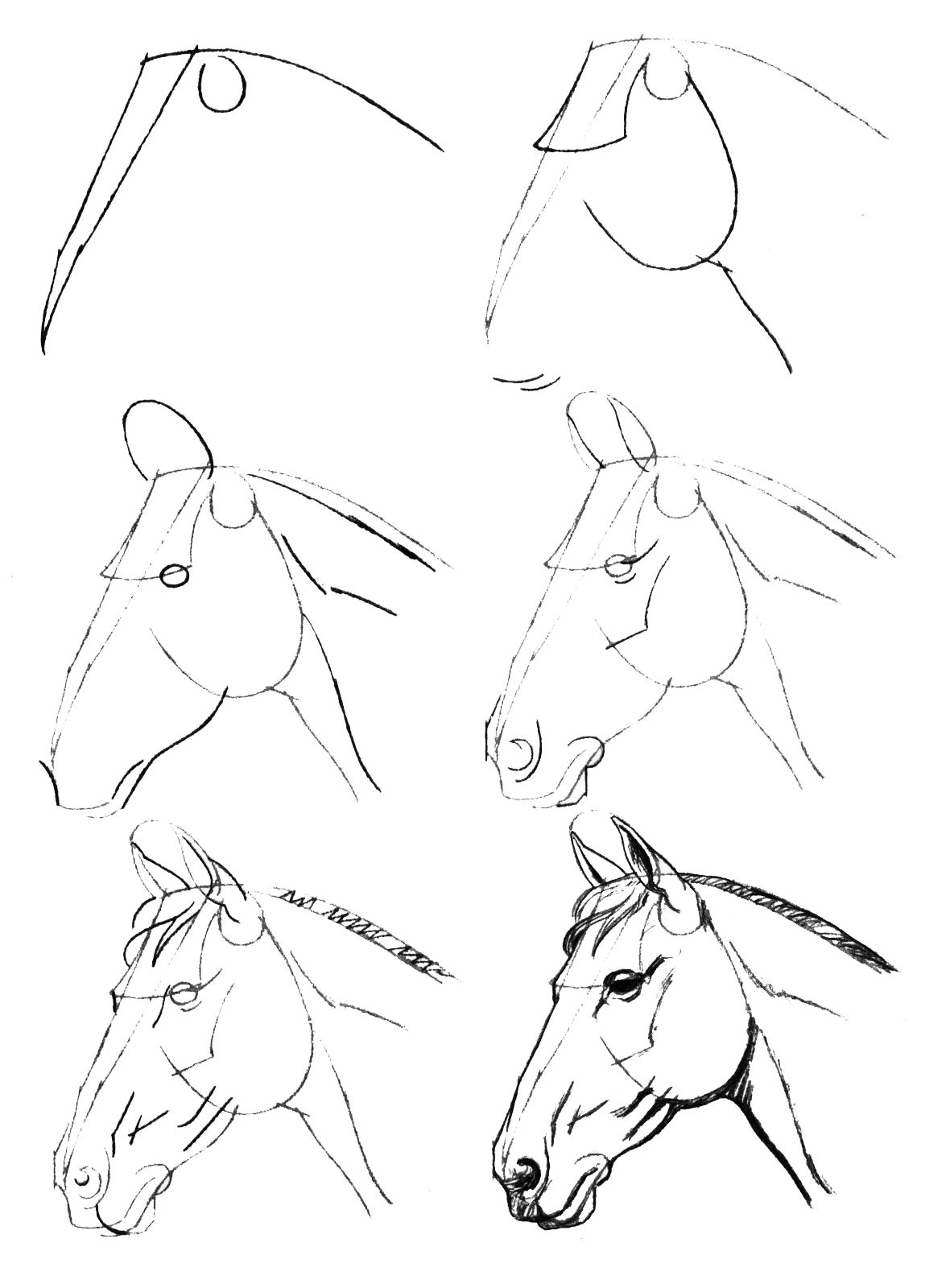 Морда лошади рисунок поэтапно